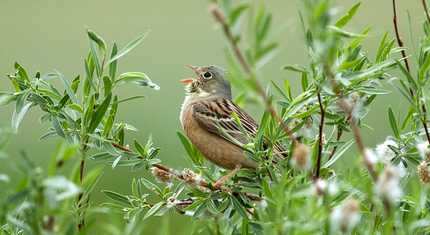 Ortolan